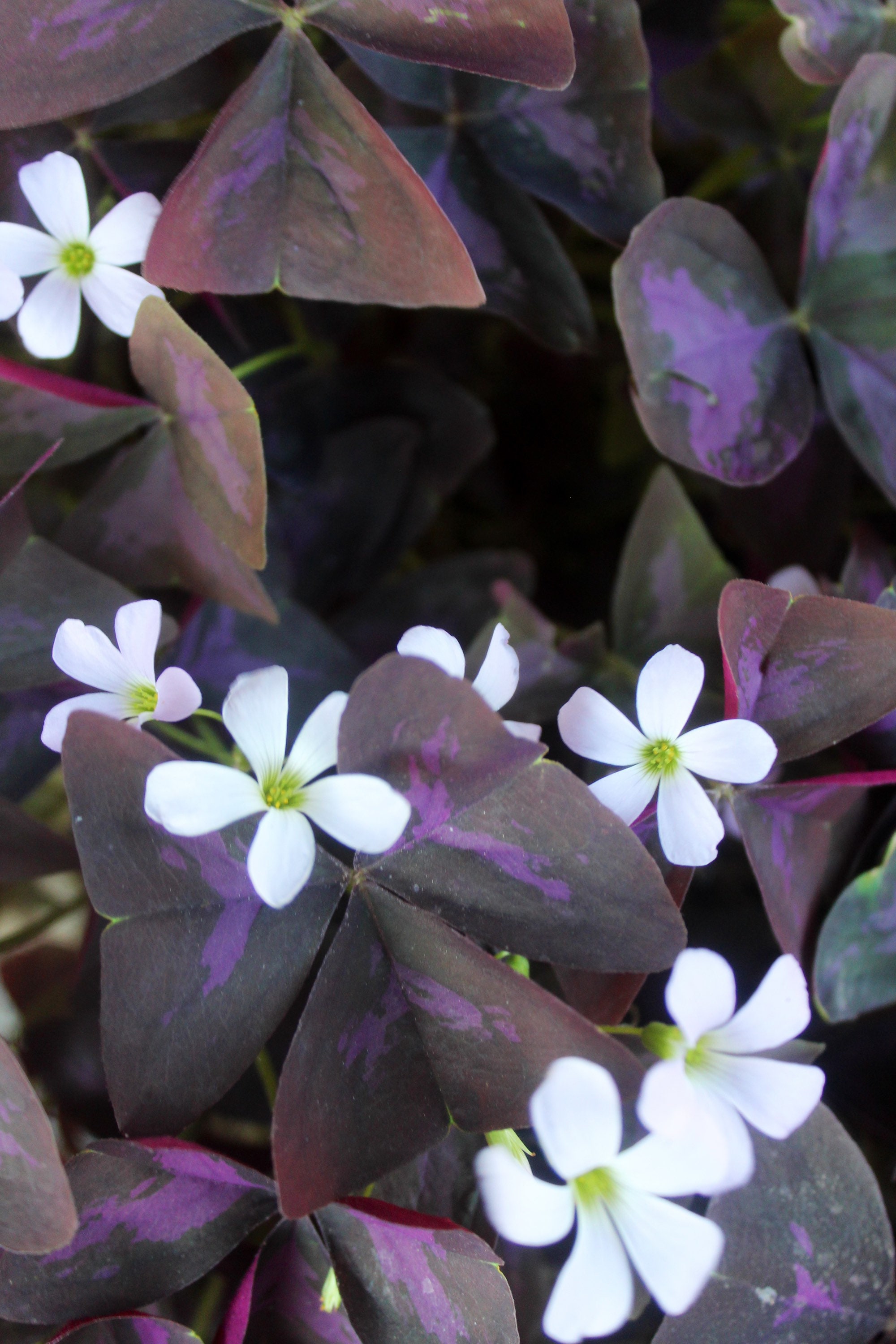 Purple shamrock plant oxalis triangularis bulbs false