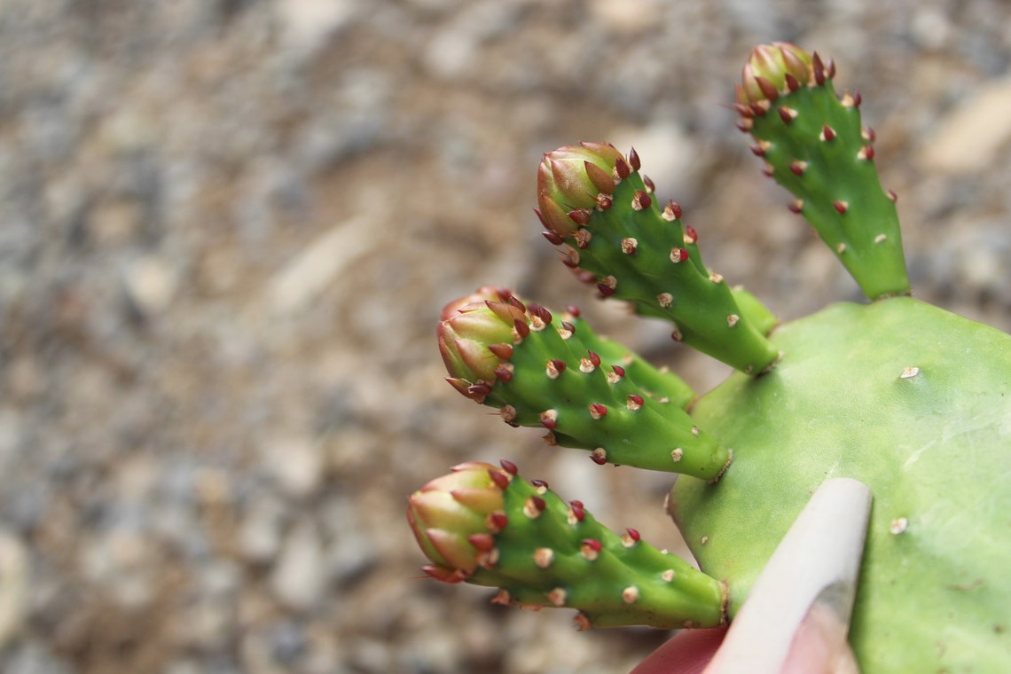 brazilian prickly pear