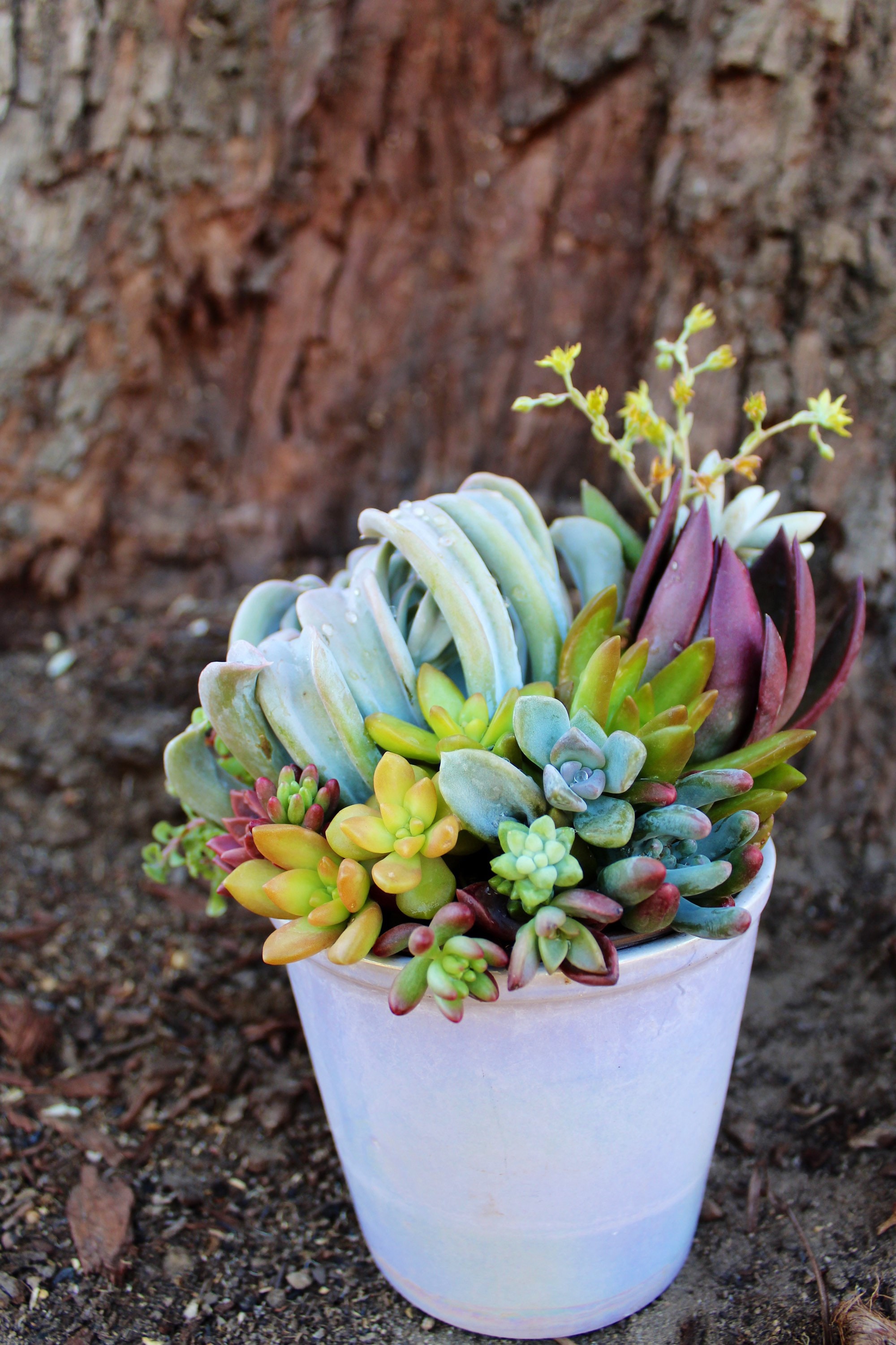 Large Living Succulent Arrangement in White Ceramic Pot Etsy