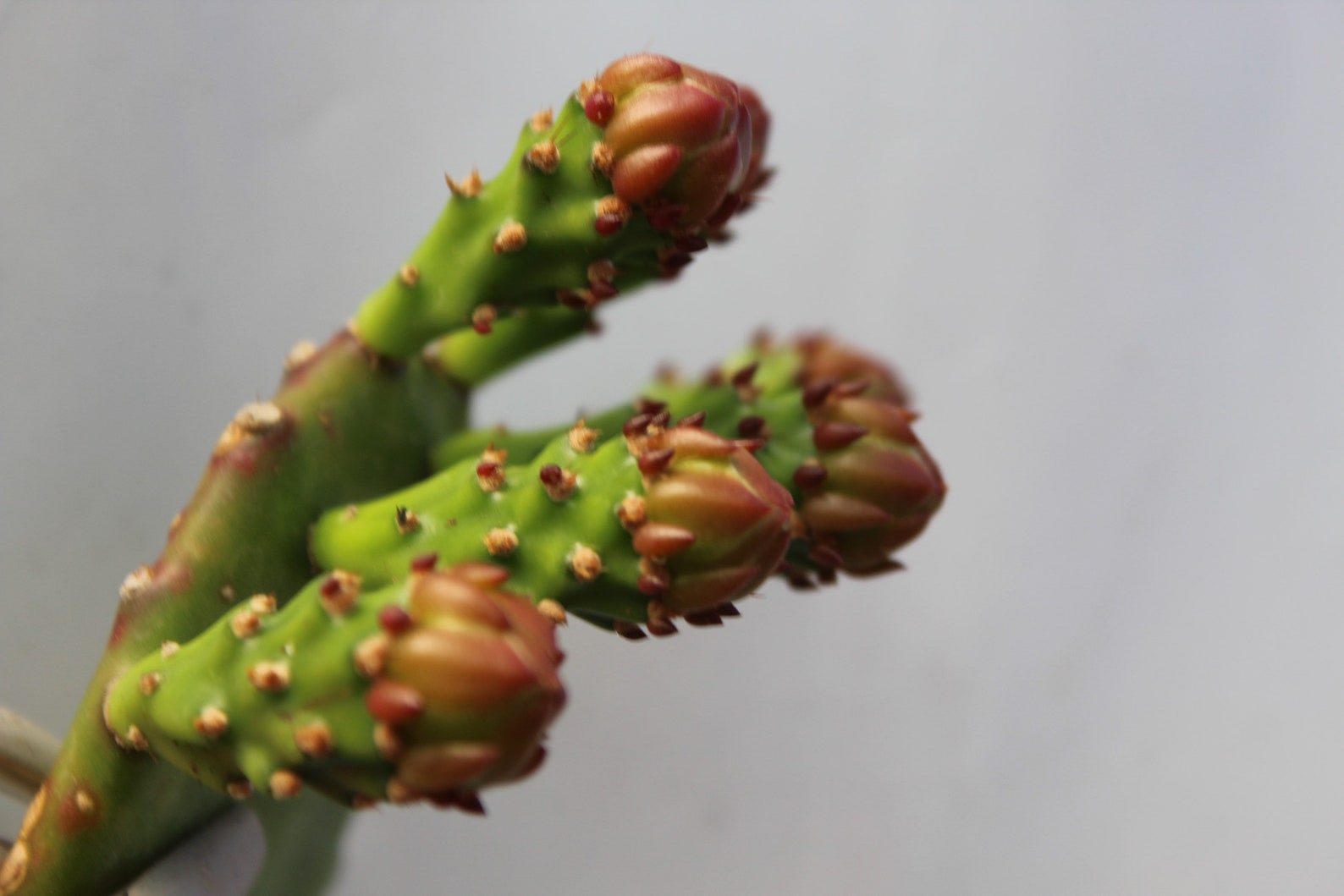 brazilian prickly pear