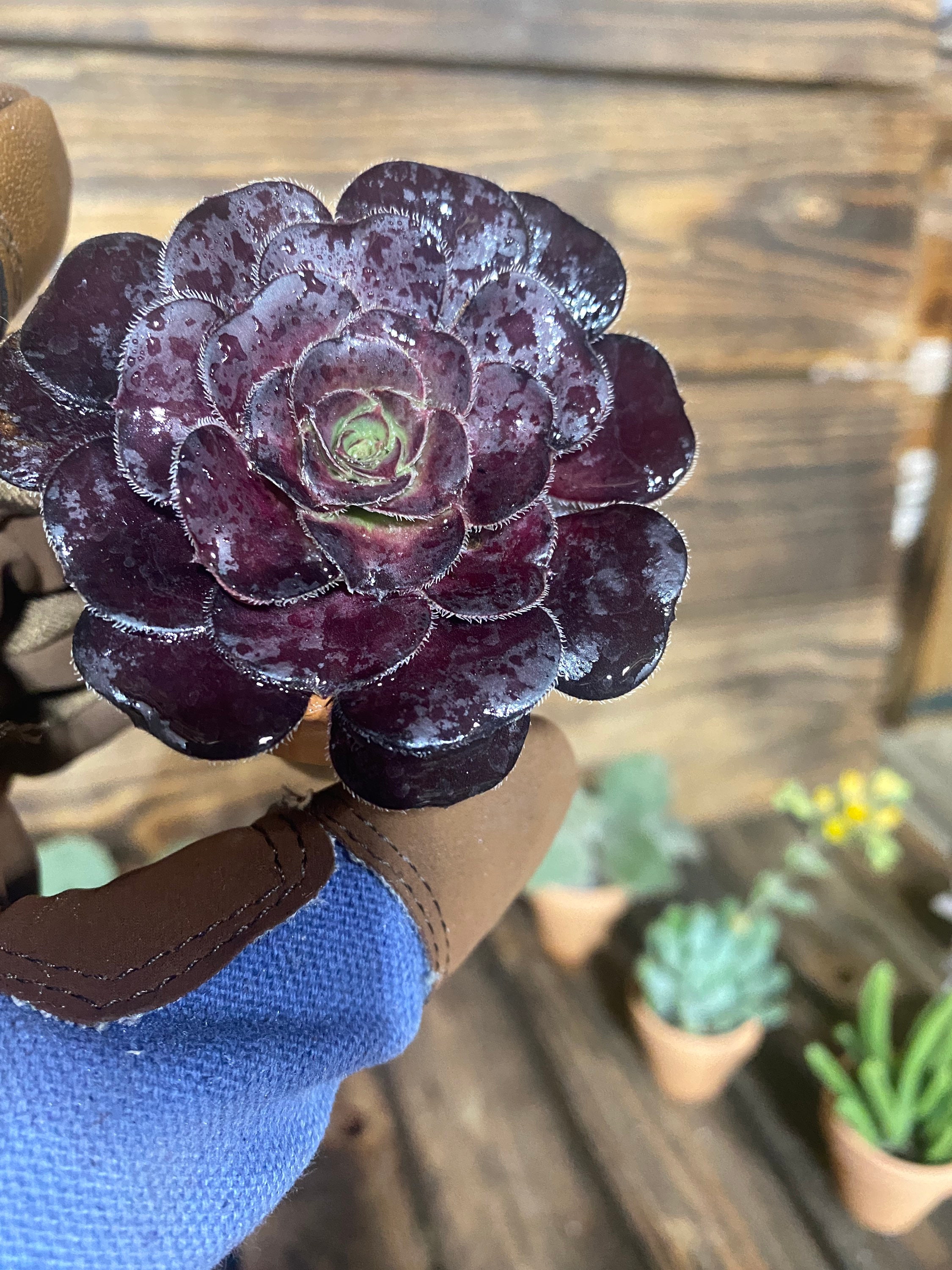 Black Rose Zwartkop Aeonium Succulent Live Plant in Two Inch Etsy