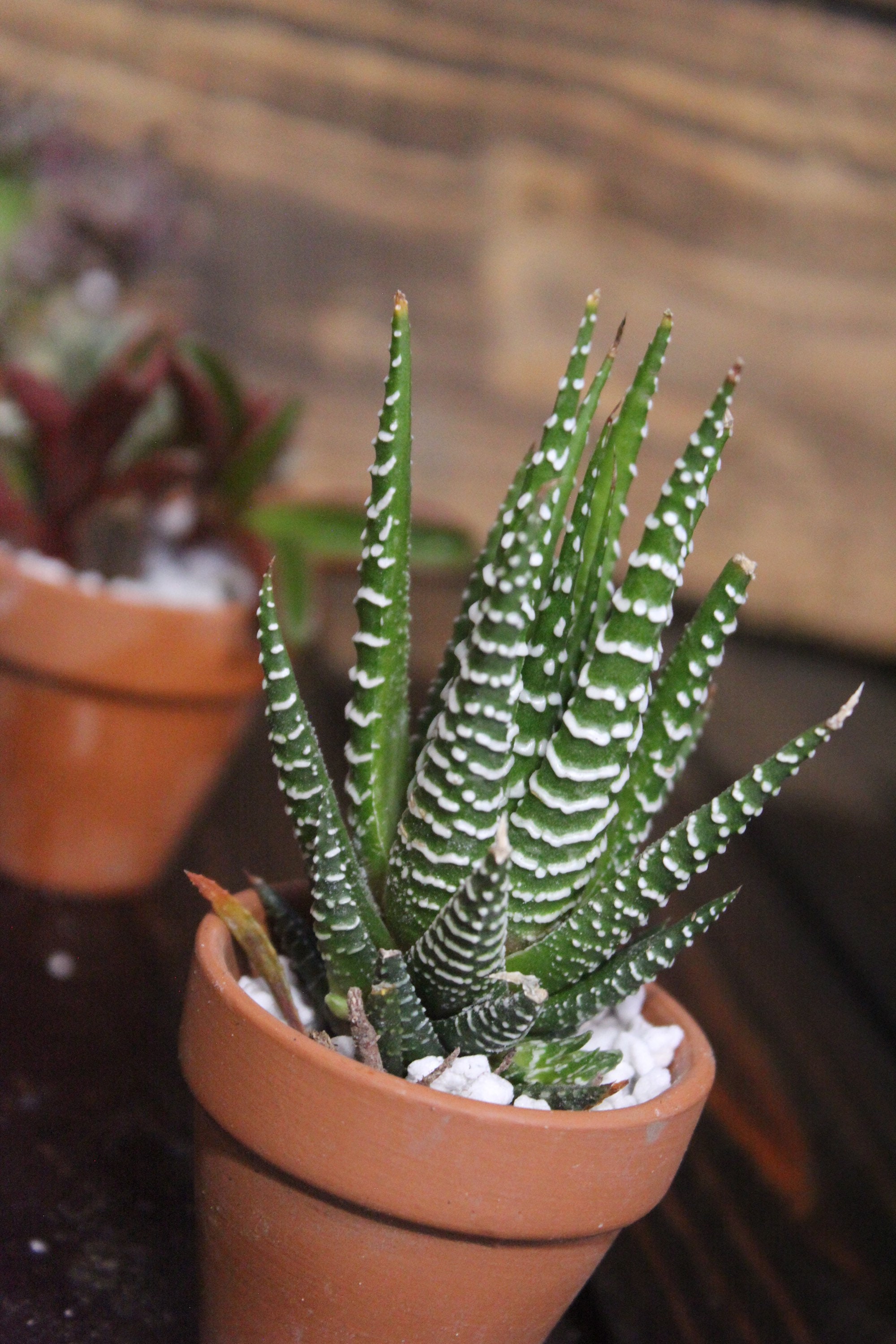Zebra plant succulent in 2 pot Etsy
