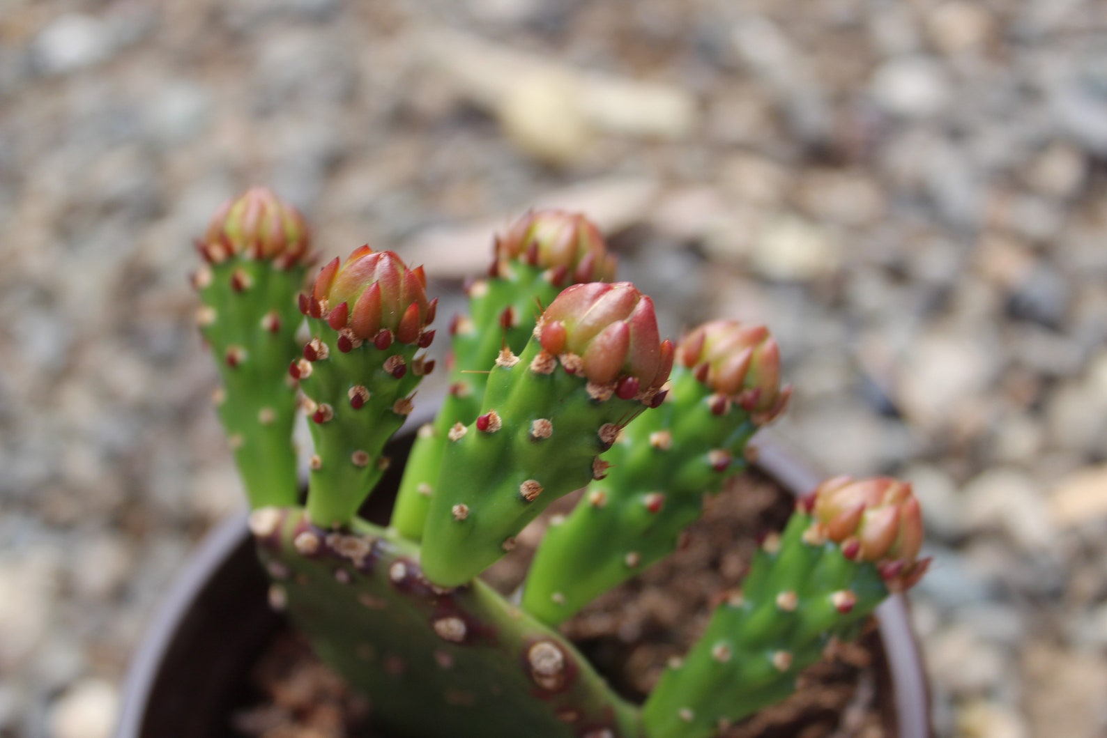 brazilian prickly pear