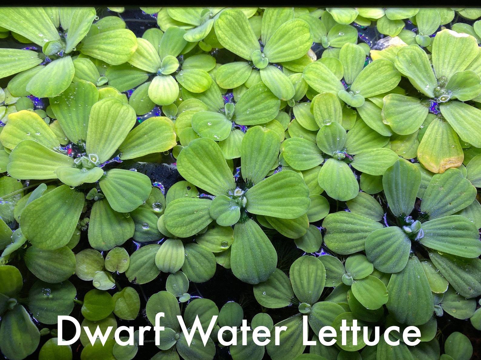 Freshwater Floating Plants for Aquariums Dwarf Water Etsy