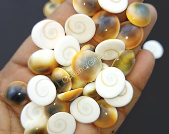 May include: A collection of round, polished, white and brown seashells with a spiral pattern. The shells are arranged in a pile on a hand.