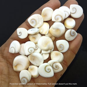 Può includere: Una collezione di conchiglie bianche e color crema con un motivo a spirale. Le conchiglie variano per dimensioni e forma, con una superficie liscia e lucida. Sono esposte su uno sfondo scuro.