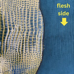 May include: Close-up of a yellow crocodile skin with a blue-green flesh side. The text "flesh side" is written in yellow with a yellow arrow pointing to the blue-green side.