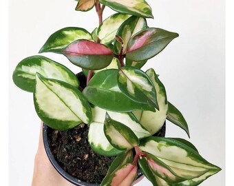 Hoya Krimson Queen Etsy