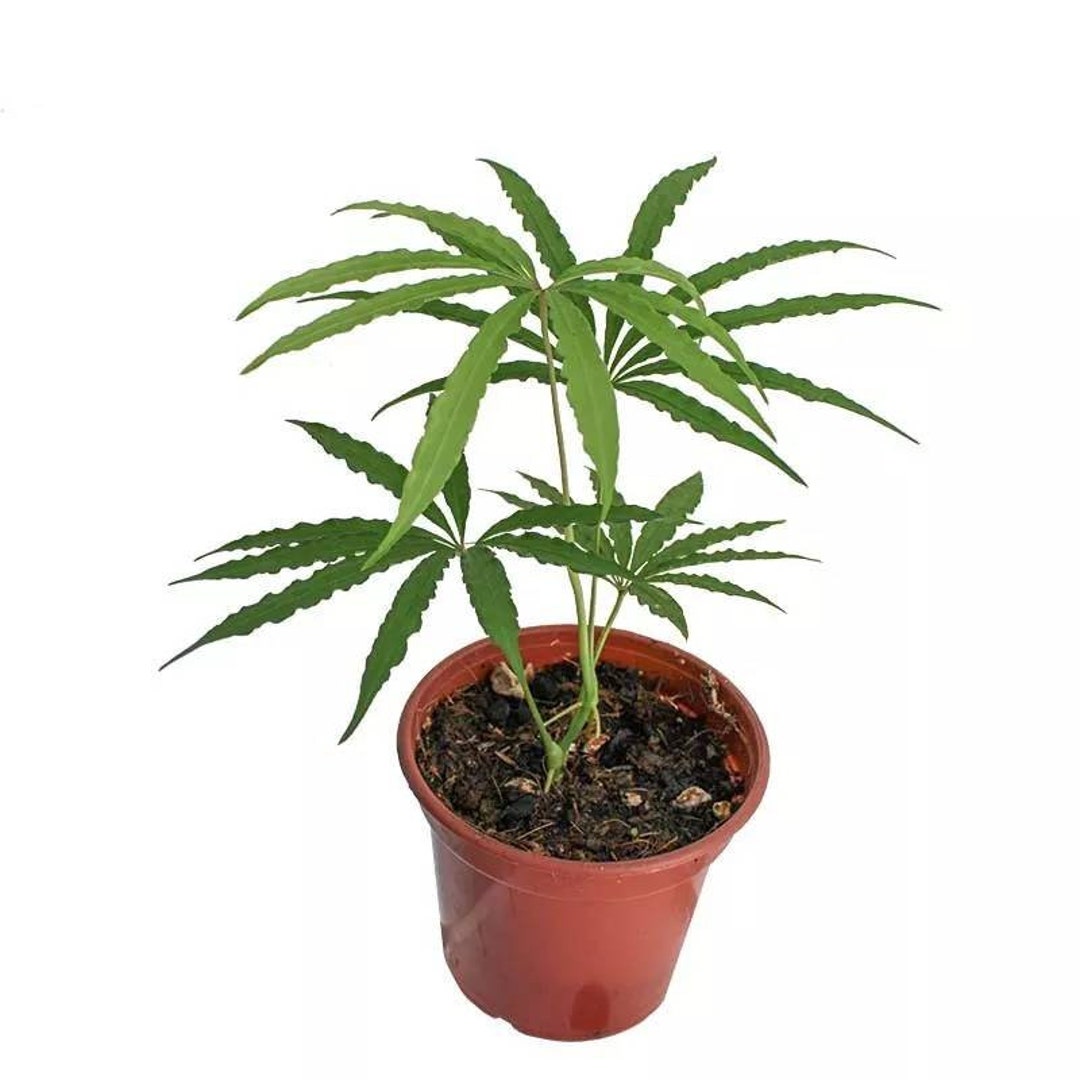 Anthurium Tweed Live House Plant Aroid Tropical Indoor Outdoor DHL