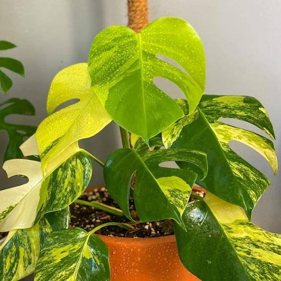 Extremely Rare Monstera Marmorata Aurea House Plant Aroid Tropical Indoor  Outdoor DHL Express Free Phytosanitary Certificate