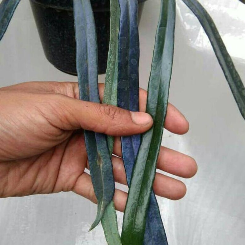 Extremely Rare Blue Oil Fern House Plant Aroid Tropical Indoor Etsy