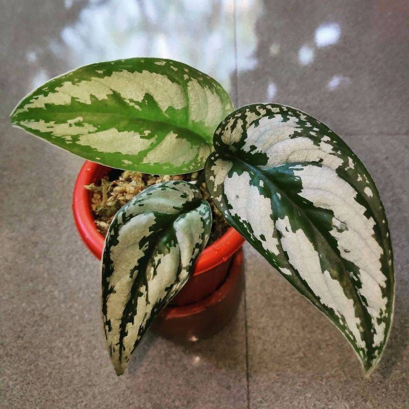 Scindapsus Silver Princess House Plant Aroid Tropical Indoor