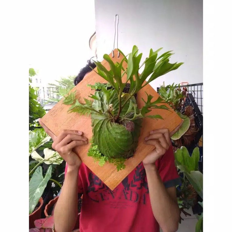 Platycerium Ridleyi House Plant Aroid Tropical Indoor Outdoor Etsy Ireland