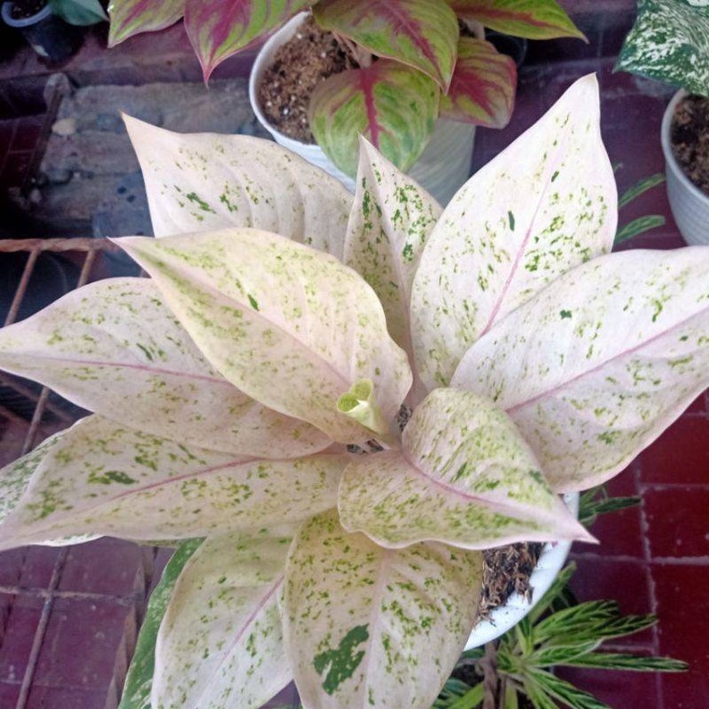Aglaonema Intan Ice Cream House Plant Aroid Tropical Indoor Etsy