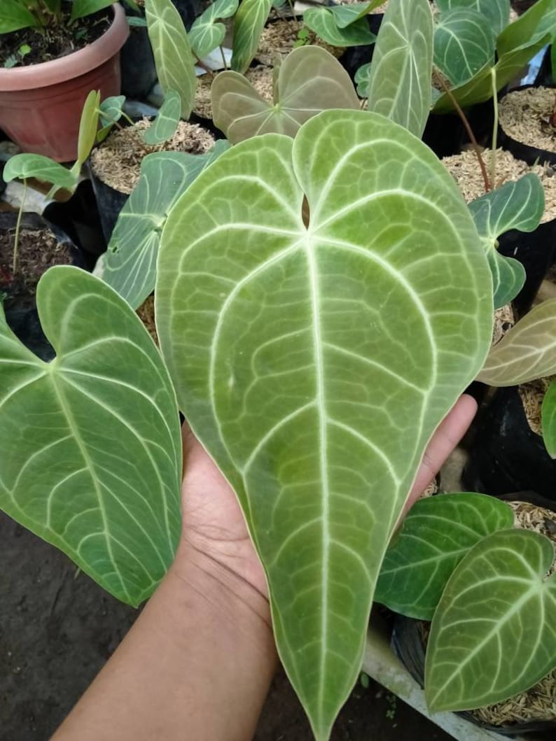 Anthurium Magnificum Verde Norte x Regale Aroid Tropical Anthurium Magnificum Verde Norte x Regale Aroid Tropical