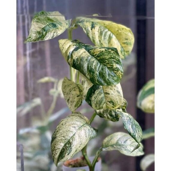 Extremely Rare Rhaphidophora Puberula Variegated House Plant - Etsy