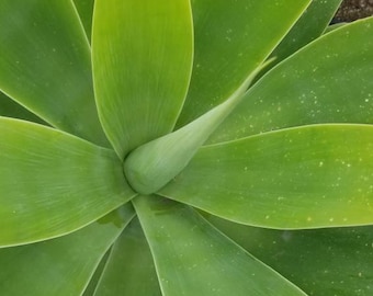 Agave attenuata or Agave Fox Tail (3 gal. Pot)