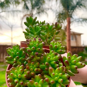 Sedum rubrotinctum Jelly Bean Plant / Pork and Bean Live Plant 4 pot image 10