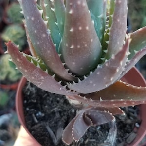 Aloe Nobilis (4&quot; pot)