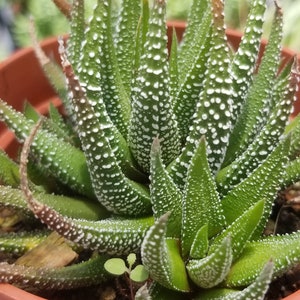 Haworthia Attenuata (maceta de 4")