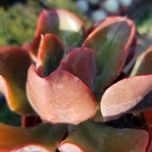 May include: A close-up of a succulent plant with fleshy, red-tinged leaves. The leaves are arranged in a rosette pattern and have a slightly textured surface.