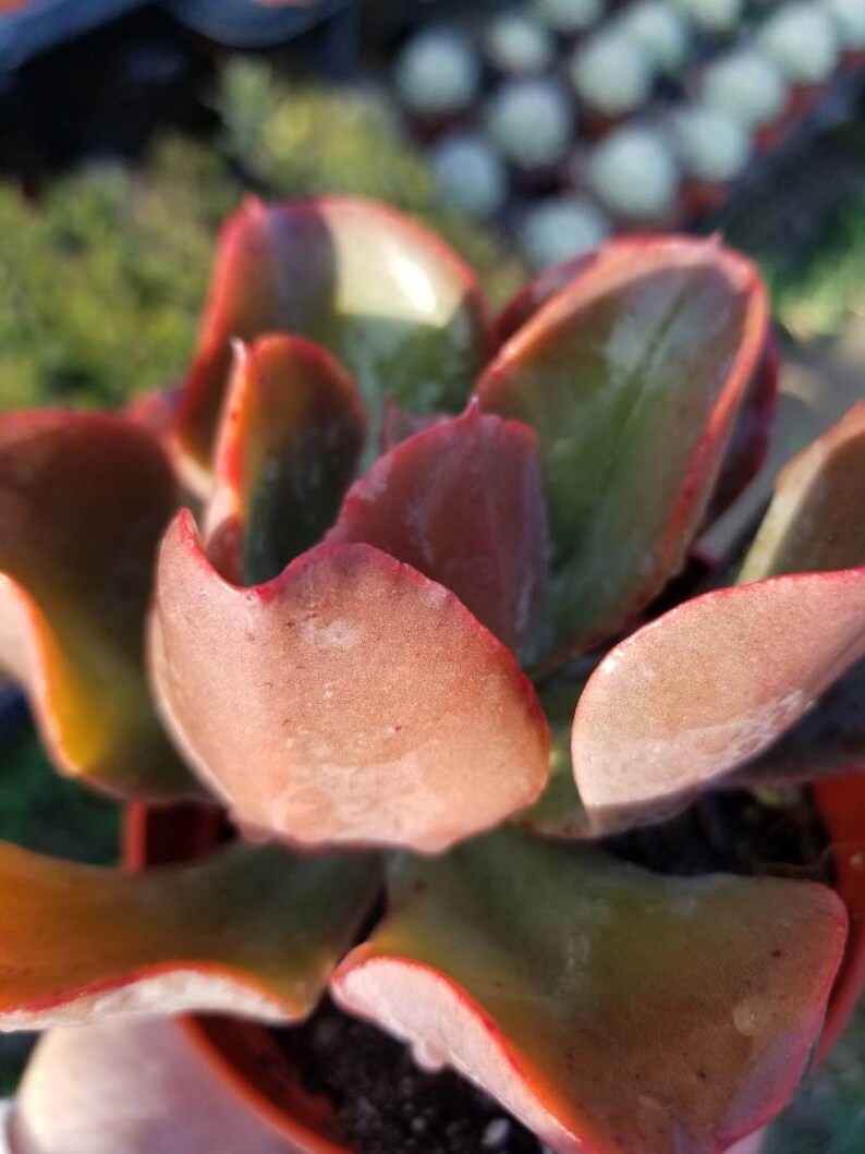 May include: A close-up of a succulent plant with fleshy, red-tinged leaves. The leaves are arranged in a rosette pattern and have a slightly textured surface.