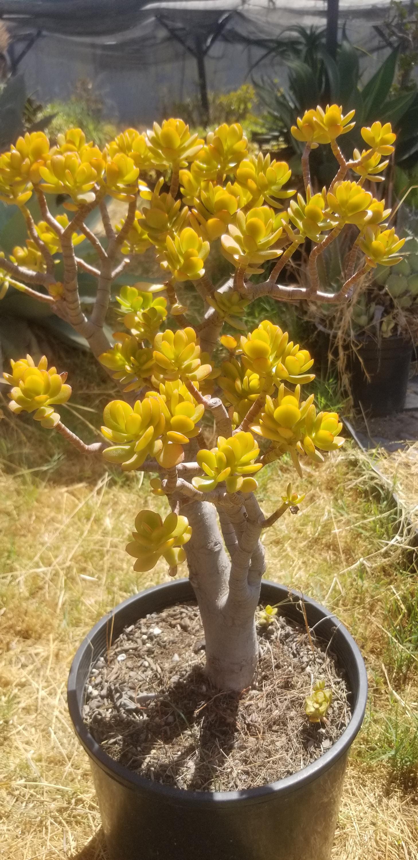 Crassula Ovata Crosby's Compact Tree (5 Gal. Pot) "Bonsai Tree"