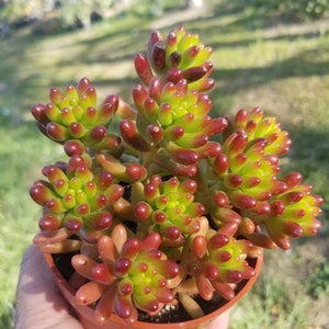 Sedum rubrotinctum Jelly Bean Plant / Pork and Bean Live Plant 4 pot image 4