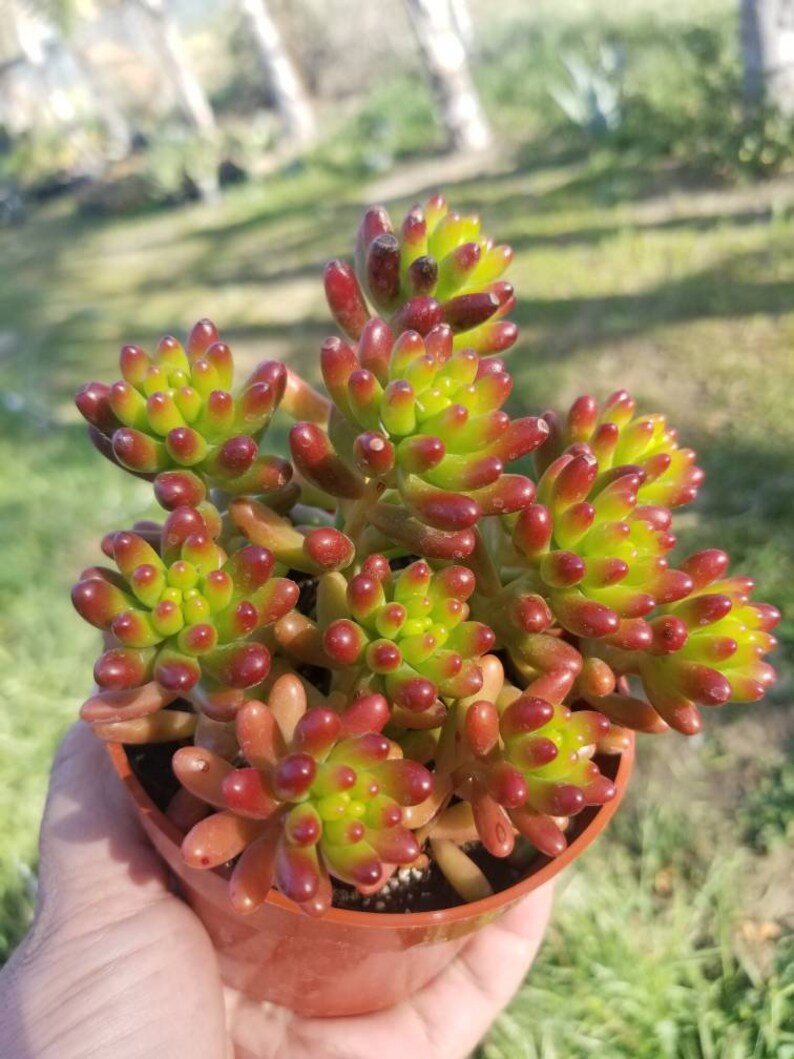 Sedum rubrotinctum Jelly Bean Plant / Pork and Bean Live Plant 4 pot image 4