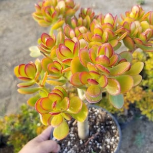 May include: A potted succulent plant with vibrant yellow-green leaves edged in red. The plant has a thick, light-colored stem and is planted in dark soil within a black pot. The image is taken outdoors, with other plants visible in the background.