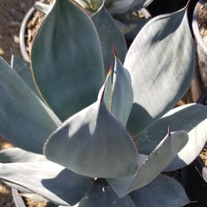 Agave Celsii &quot;Nova&quot; (5 Gal. Pot)
