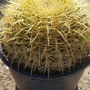 Echinocactus Grusonii Golden Barrel Cactus (3 Gal. Pot)