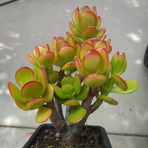 Crassula Ovata Crosby&#39;s Compact &quot;Dwarf jade tree&quot; (5&quot; pot)