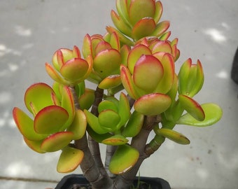 Portulacaria Candy Jade Succulent | Rare Live Plant | Imported Succulent -  Etsy