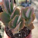 see more listings in the Succulents section