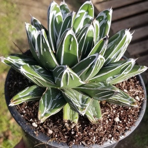 May include: A potted succulent plant with green leaves and white stripes. The plant is in a black plastic pot filled with soil. The leaves have sharp, pointed tips. The plant is in direct sunlight.