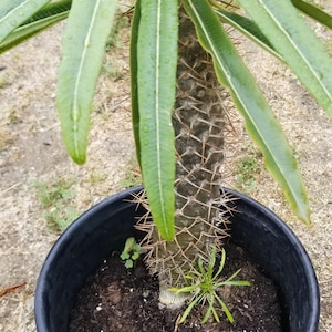 Madagascar Palm "Pachypodium Lamerei" (5 Gal. pot)