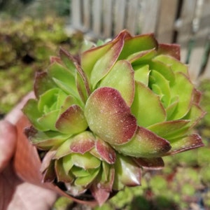 May include: A close-up of a green succulent plant with red-tinged edges. The plant is in a small brown pot and has a rosette shape.
