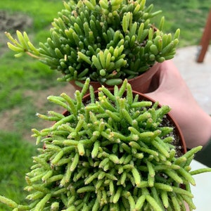 May include: Two small potted succulent plants with long, thin, green stems. The plants are in brown pots and are being held by a person's hand.