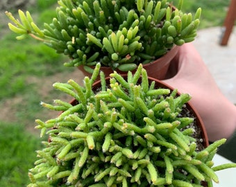 Dancing bones cactus (Hatiora salicornioides) (4" pot)
