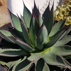 Agave Blue Ember (maceta de 3 galones)