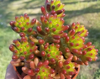 Sedum rubrotinctum Jelly Bean Plant / Pork and Bean Live Plant (4" pot)