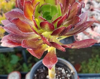 Aeonium Arboreum Atropurpureum (4" pot)