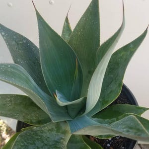 Agave Blue Flame (3 Gal. Pot)