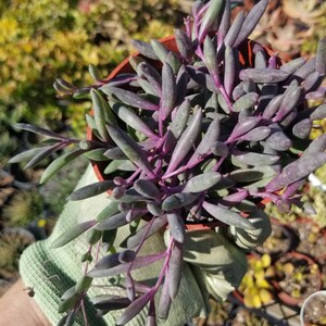 May include: A close-up of a succulent plant with long, thin, purple leaves. The plant is in a small terracotta pot and is being held by a hand wearing a green gardening glove.