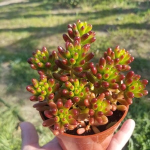 Sedum rubrotinctum Jelly Bean Plant / Pork and Bean Live Plant 4 pot image 2