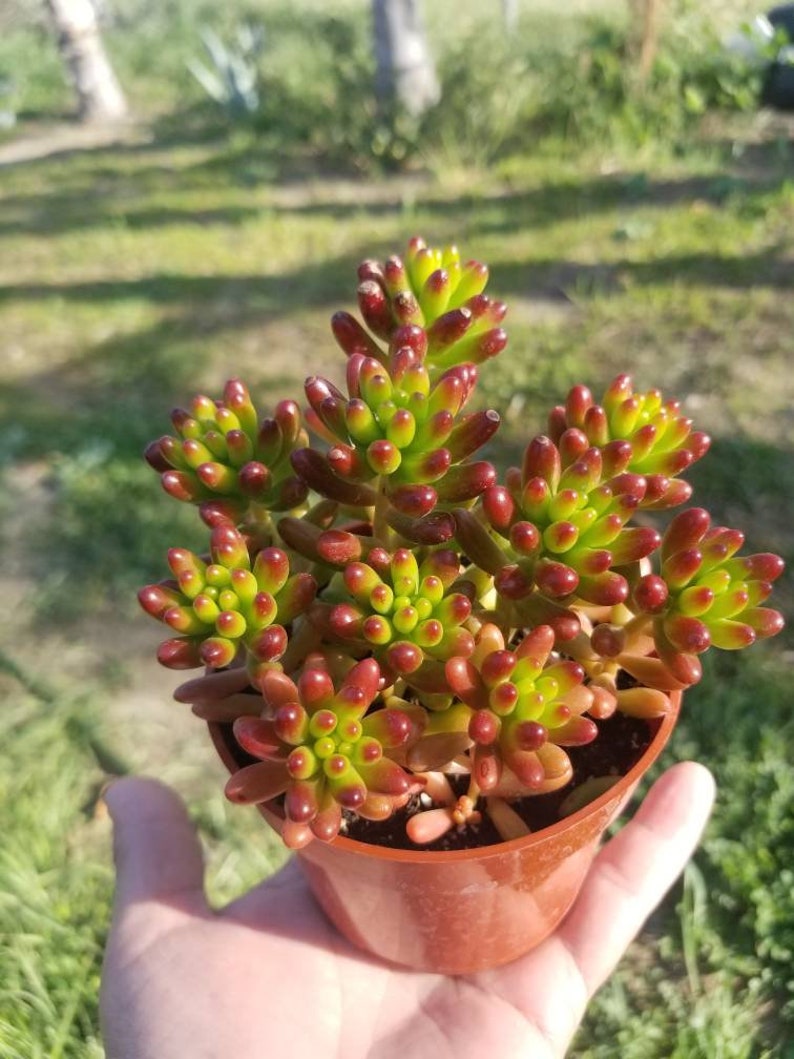 Sedum rubrotinctum Jelly Bean Plant / Pork and Bean Live Plant 4 pot image 2