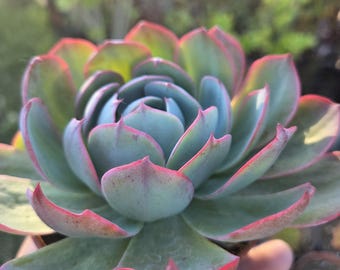 Echeveria Secunda Var. Glauca (4"pot) Succulent Plant