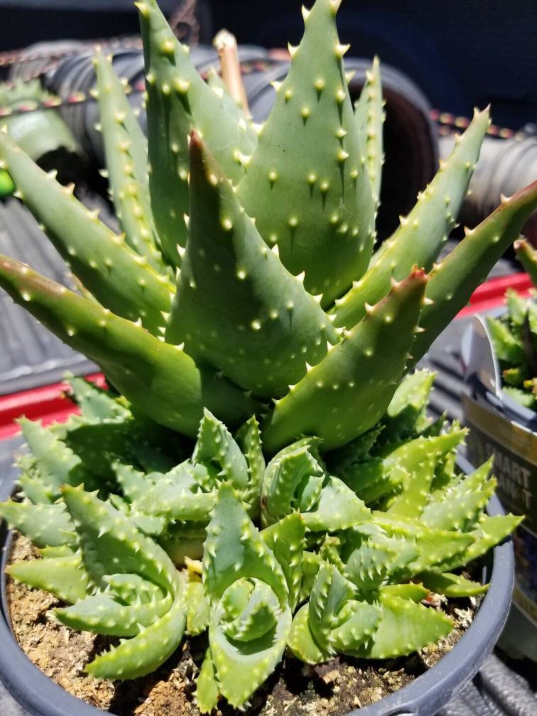 1 Gal. Aloe Nobilis - Etsy