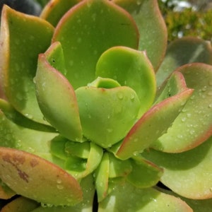 Aeonium Nobilis ( 1 gal. Pot)
